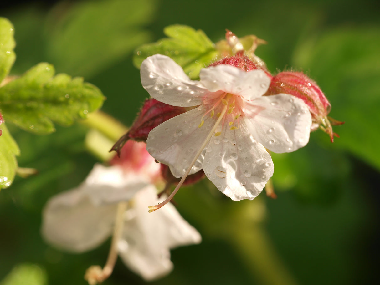 Geranium macrorrhizum 'Spessart', 15-pack