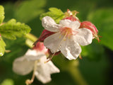 Geranium macrorrhizum 'Spessart', 15-pack