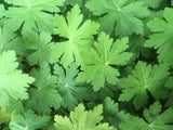 Geranium macrorrhizum 'Spessart', 6-pack