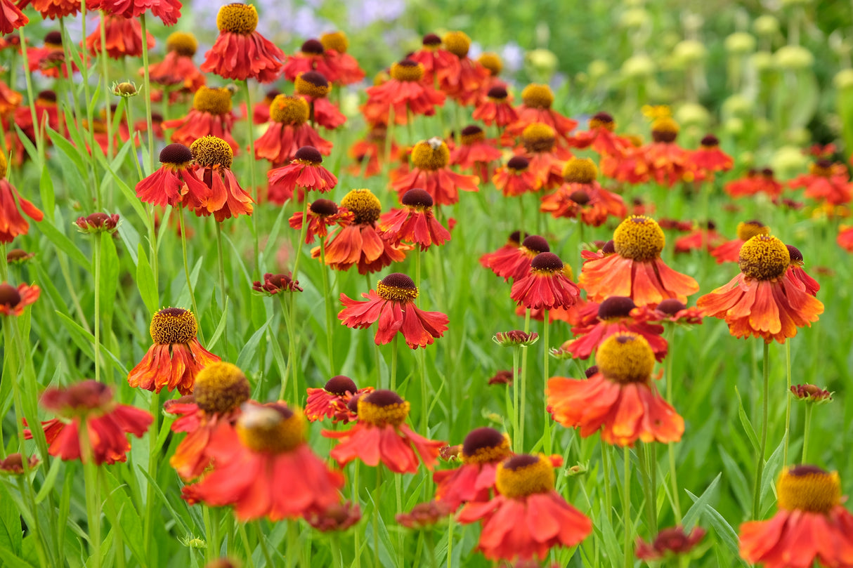 Helenium (Autumnale- Gr.) 'Moerheim Beauty', 6-pack