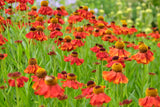 Helenium (Autumnale- Gr.) 'Moerheim Beauty', 6-pack