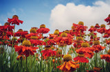 Helenium (Autumnale- Gr.) 'Moerheim Beauty', 6-pack