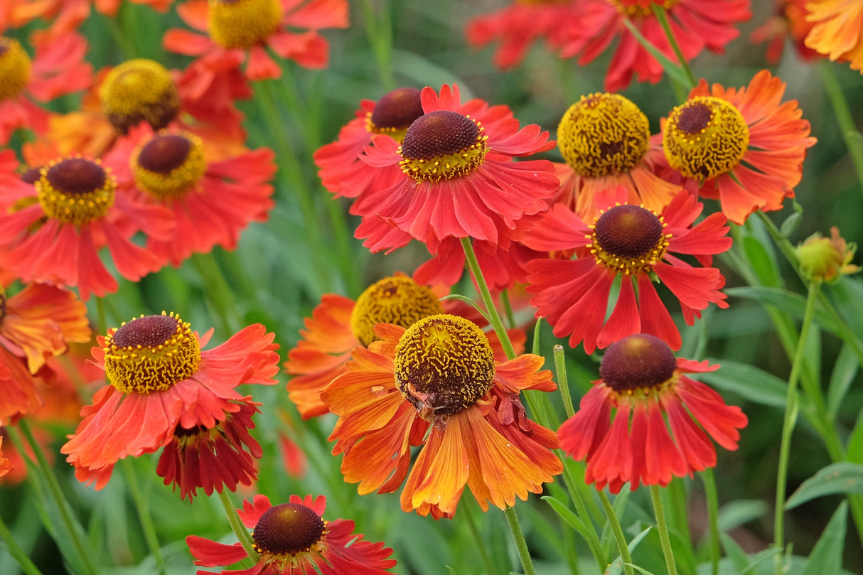 Helenium (Autumnale- Gr.) 'Moerheim Beauty', 6-pack