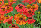 Helenium (Autumnale- Gr.) 'Moerheim Beauty', 6-pack