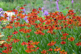 Helenium (Autumnale- Gr.) 'Moerheim Beauty', 6-pack