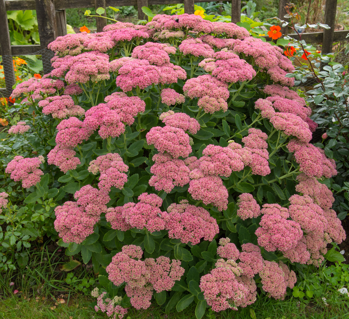 Hylotelephium spectabile 'Brilliant', 6-pack