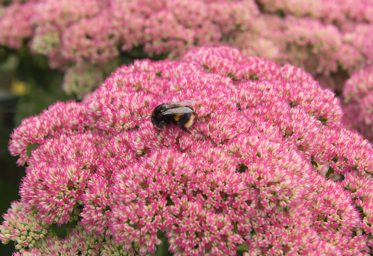 Hylotelephium spectabile 'Brilliant', 15-pack