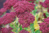 Hylotelephium spectabile 'Brilliant', 6-pack