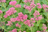 Hylotelephium spectabile 'Brilliant', 6-pack