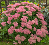 Hylotelephium spectabile 'Brilliant', 15-pack