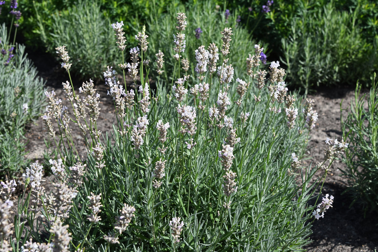 Lavandula angustifolia 'Rosea', 15-pack