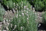 Lavandula angustifolia 'Rosea', 15-pack