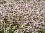Lavandula angustifolia 'Rosea', 15-pack