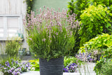 Lavandula angustifolia 'Rosea', 15-pack