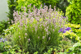 Lavandula angustifolia 'Rosea', 15-pack