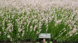Lavandula angustifolia 'Rosea', 15-pack