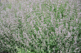 Nepeta faassenii 'Amelia', 6-pack