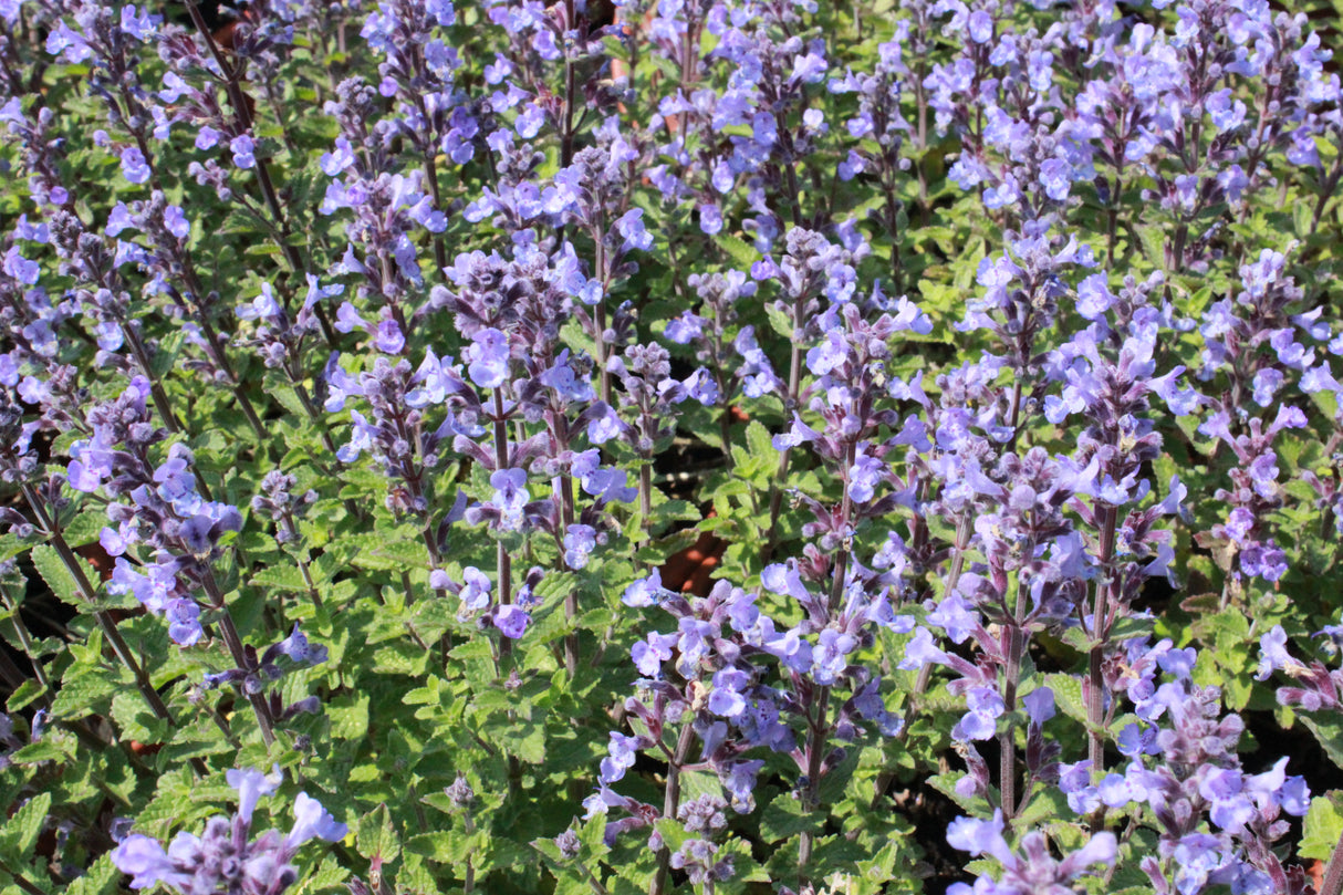 Nepeta × faassenii 'Purrsian Blue'PBR, 6-pack