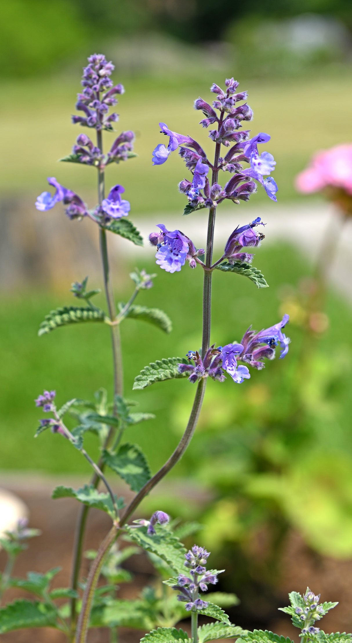 Nepeta × faassenii 'Purrsian Blue'PBR, 6-pack