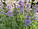 Nepeta × faassenii 'Purrsian Blue'PBR, 15-pack