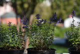 Nepeta × faassenii 'Purrsian Blue'PBR, 6-pack