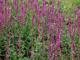 Salvia nemorosa 'Amethyst', 15-pack