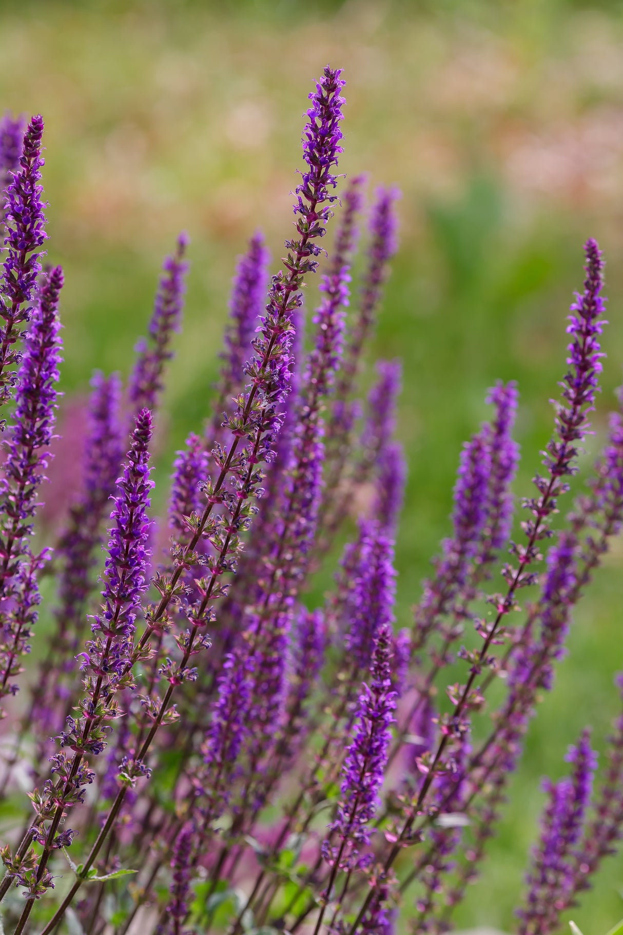 Salvia nemorosa 'Amethyst', 6-pack