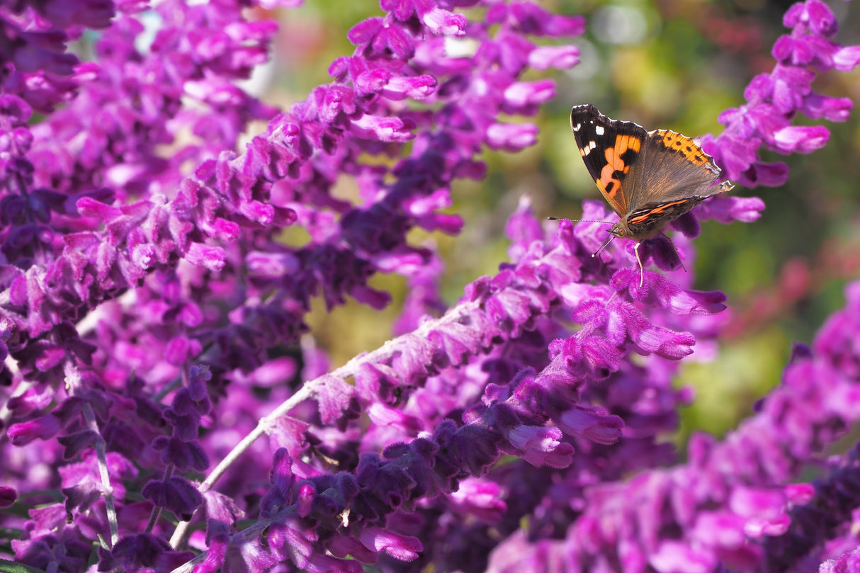Salvia nemorosa 'Amethyst', 6-pack