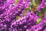 Salvia nemorosa 'Amethyst', 6-pack