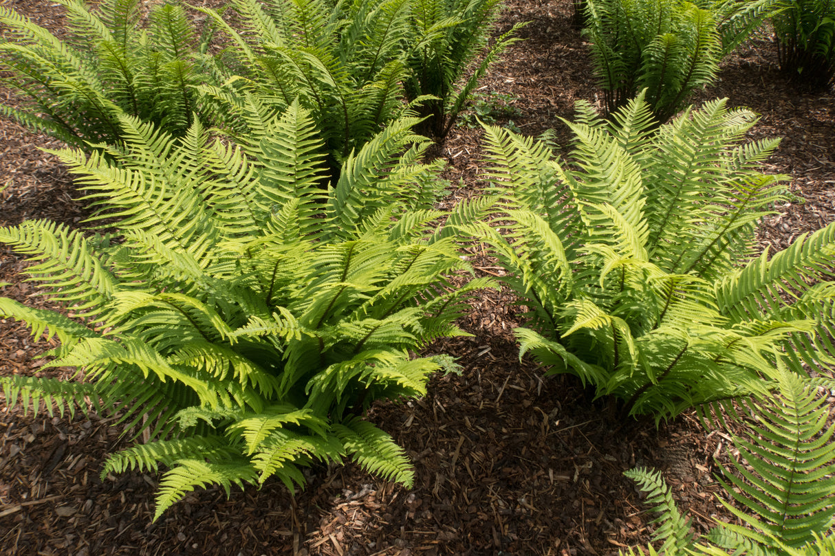 Dryopteris cycadina 2L, 2-pack