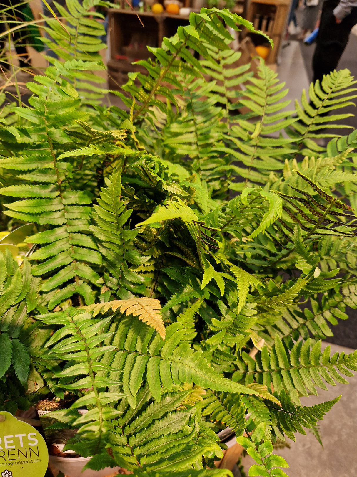Dryopteris cycadina 2L, 10-pack