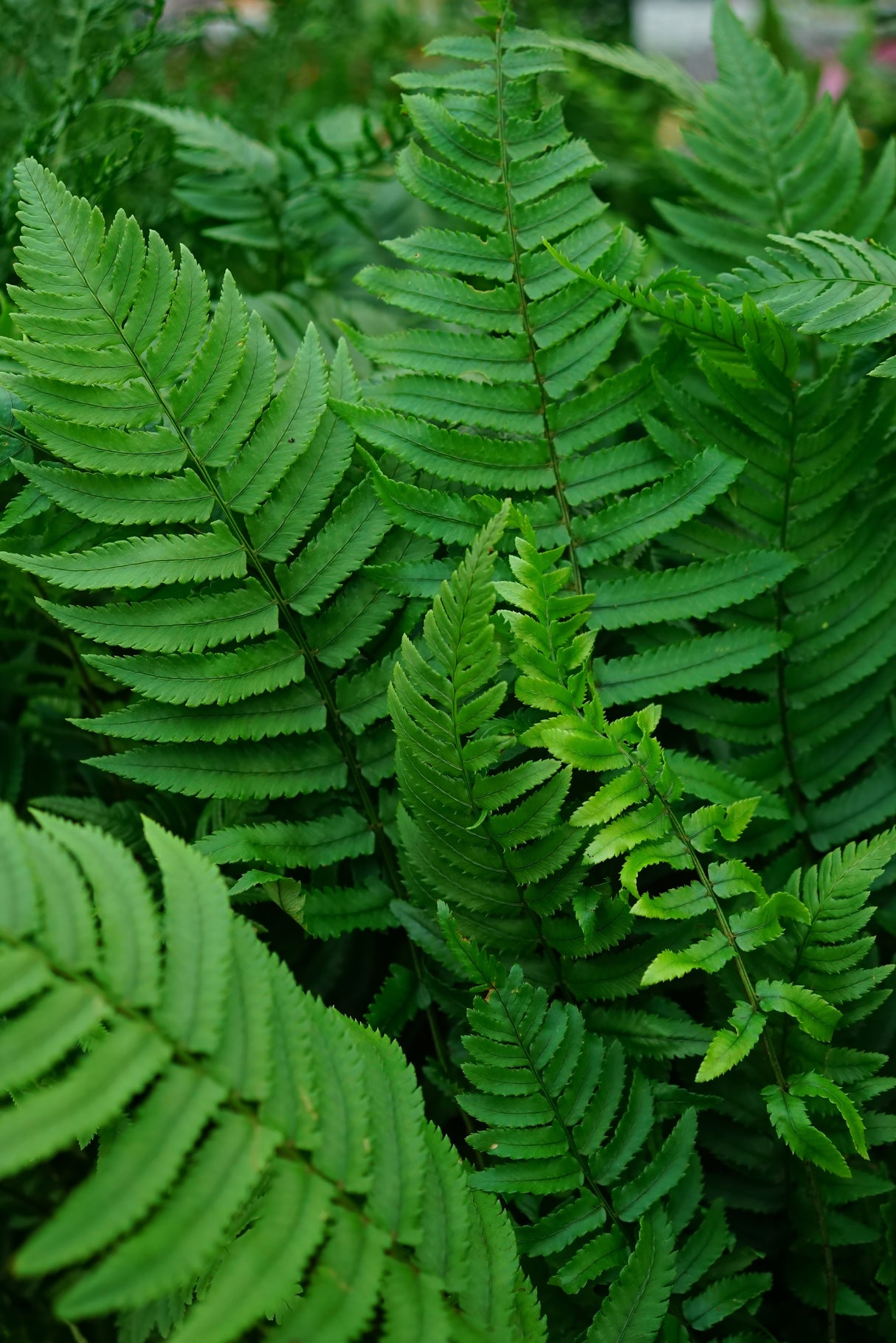 Dryopteris cycadina 2L, 1-pack