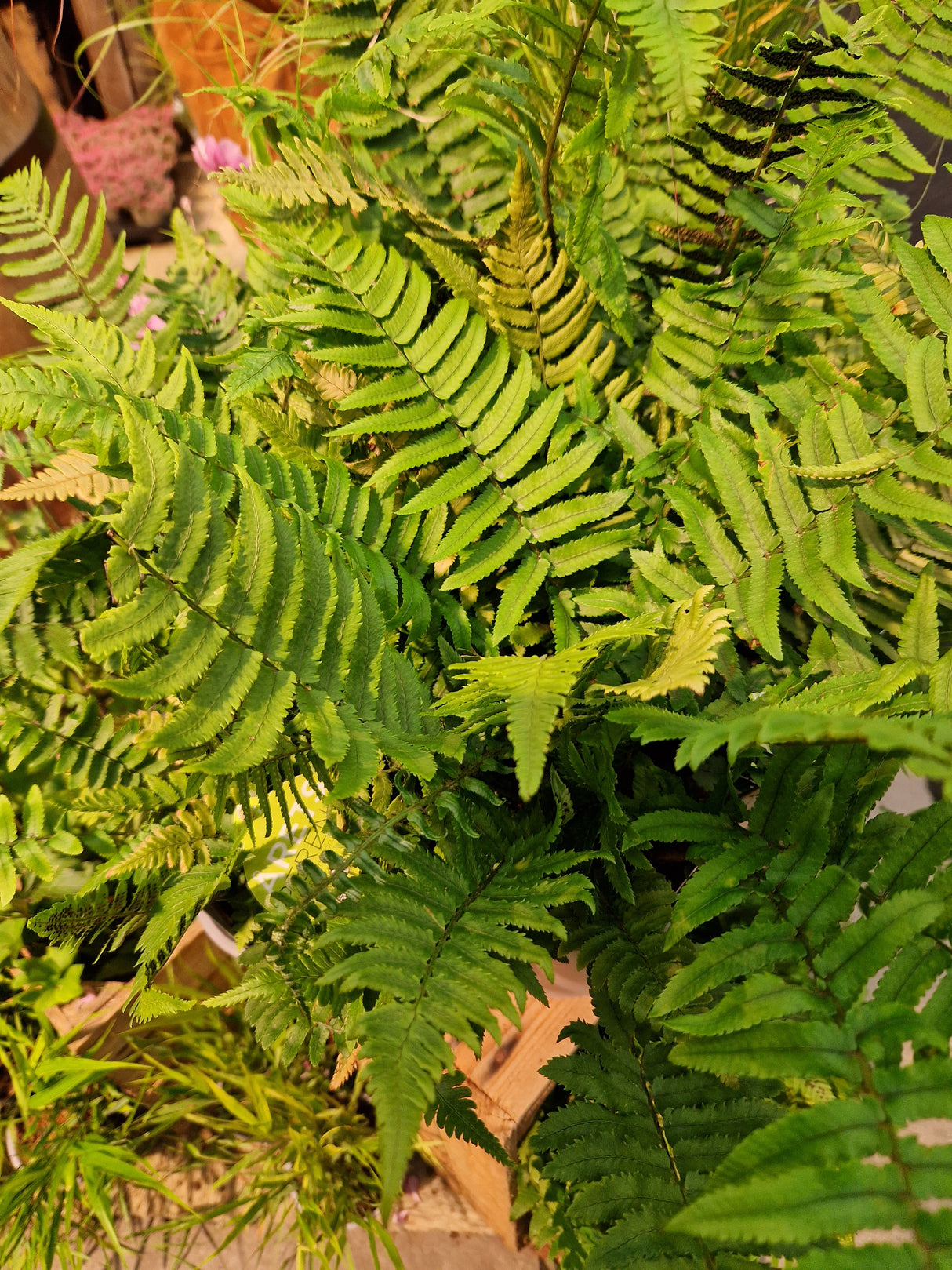 Dryopteris cycadina 2L, 1-pack