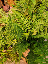 Dryopteris cycadina 2L, 2-pack