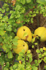 Chaenomeles japonica 'Rondo', 10-pack