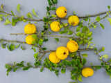 Chaenomeles japonica 'Rondo', 1-pack