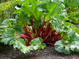 Rheum rhabarbarum 'Spangsbjerg', 3-pack
