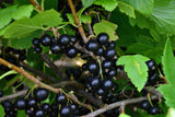 Ribes nigrum BALSGÅRD MARTIN® E , 1-pack