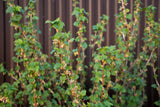 Ribes nigrum BALSGÅRD MARTIN® E , 1-pack
