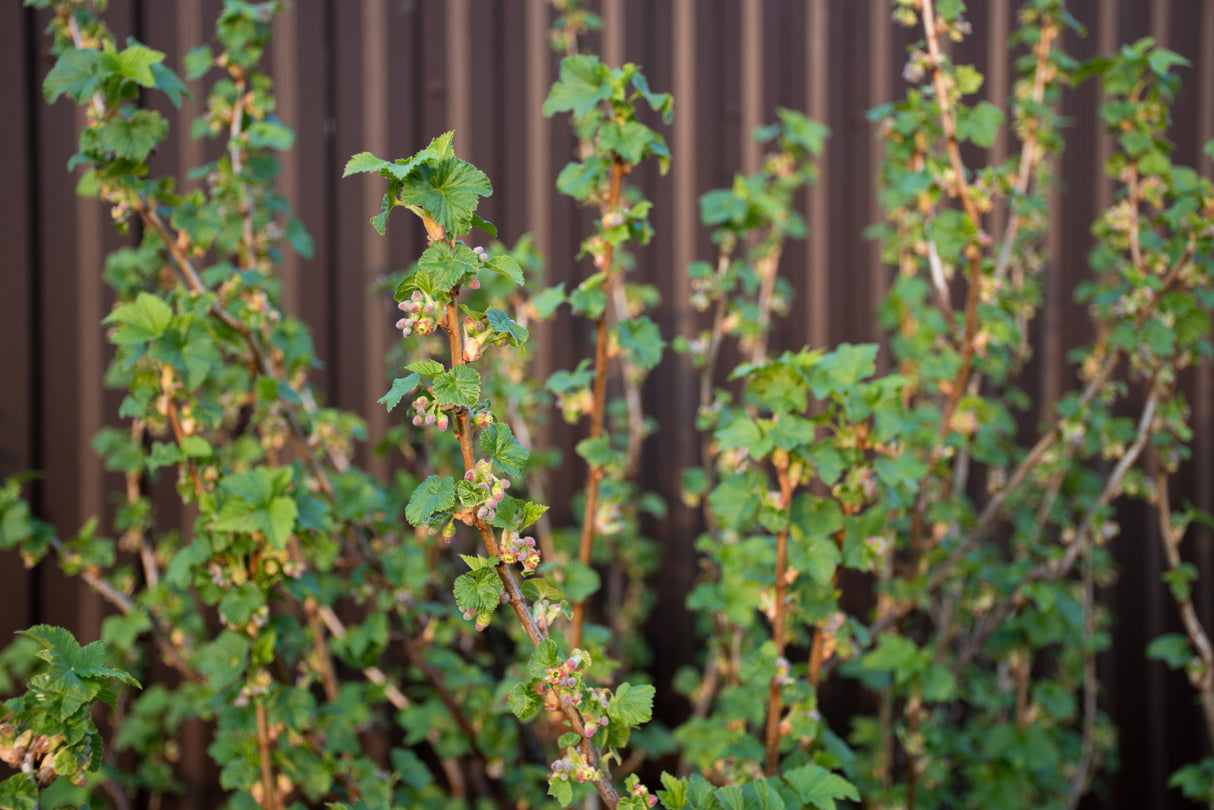 Ribes nigrum BALSGÅRD MARTIN® E , 5-pack
