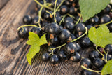 Ribes nigrum BALSGÅRD MARTIN® E , 1-pack