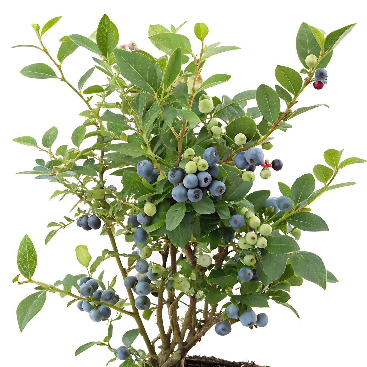 Vaccinium corymbosum ALFRED® E , 1-pack