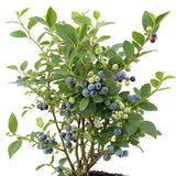 Vaccinium corymbosum ALFRED® E , 1-pack
