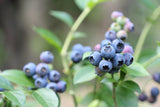 Vaccinium corymbosum 'Reka', 1-pack