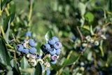 Vaccinium corymbosum 'Reka', 1-pack