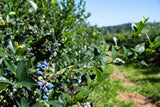 Vaccinium corymbosum 'Reka', 1-pack