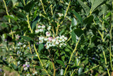 Vaccinium corymbosum 'Reka', 3-pack
