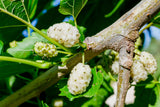 Morus alba 'Visborg', 10-pack