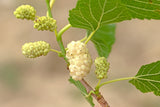 Morus alba 'Visborg', 5-pack