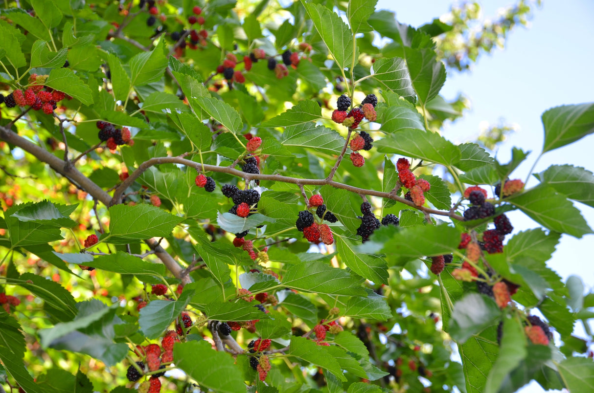 Morus 'Mulle' E, 10-pack